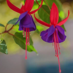 Fuchsia Plants Live Set - 4 Purple Flower Plants - 4-6 Inches Tall - Potted