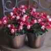 Fuchsia Plants Live Set - Red and White Flowers - 4 Inch Potted Outdoor Plants