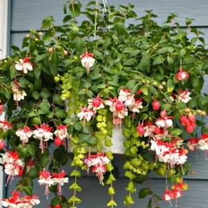 Fuchsia Plants Live Set - Red and White Flowers - 4 Inch Potted Outdoor Plants