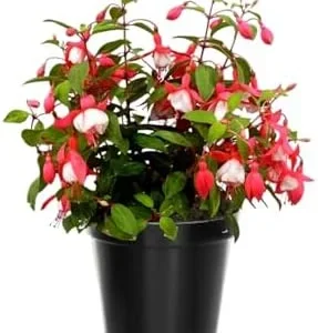 Fuchsia Plants Live Set - Red and White Flowers - 4 Inch Potted Outdoor Plants
