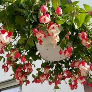 Fuchsia Plants Live Set - Red and White Flowers - 4 Inch Potted Outdoor Plants
