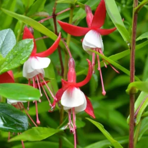 Fuchsia Plants Live Set - Red and White Flowers - 4 Inch Potted Outdoor Plants
