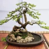 Fukien Tea Bonsai Tree - Carmona - 4 Inch Pot - Indoor Houseplant