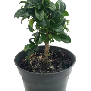 Fukien Tea Bonsai Tree - Carmona - 4 Inch Pot - Indoor Houseplant