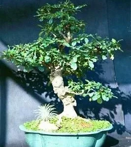 Fukien Tea Bonsai Tree - Carmona - 4 Inch Pot - Indoor Houseplant