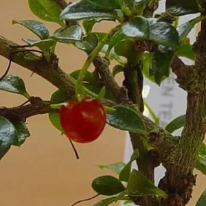 Fukien Tea Bonsai Tree - Carmona - 4 Inch Pot - Indoor Houseplant