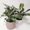Fusion White Peacock Plant - Calathea Easy House Plant - 4 inch Pot - Tropical Foliage