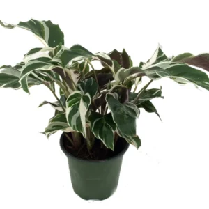 Fusion White Peacock Plant - Calathea Easy House Plant - 4 inch Pot - Tropical Foliage