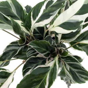 Fusion White Peacock Plant - Calathea Easy House Plant - 4 inch Pot - Tropical Foliage