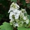 GATSBY GLOW BALL Oakleaf Hydrangea - 4 inch Potted Plant - Flowering Shrub