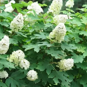 GATSBY GLOW BALL Oakleaf Hydrangea - 4 inch Potted Plant - Flowering Shrub