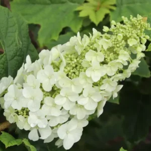 GATSBY GLOW BALL Oakleaf Hydrangea - 4 inch Potted Plant - Flowering Shrub