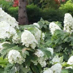 GATSBY GLOW BALL Oakleaf Hydrangea - 4 inch Potted Plant - Flowering Shrub