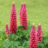 Gallery Red Lupine Perennial Plant - 2.5 inch Pot - Red Blooms