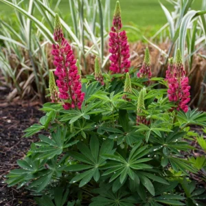 Gallery Red Lupine Perennial Plant - 2.5 inch Pot - Red Blooms