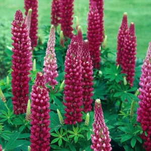 Gallery Red Lupine Perennial Plant - 2.5 inch Pot - Red Blooms