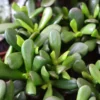 Gandalf Jade Succulent Crassula Plant - 2.5 Inch Pot