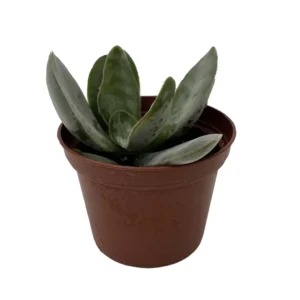 Gandalf Jade Succulent Crassula Plant - 2.5 Inch Pot