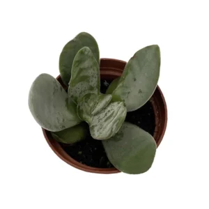 Gandalf Jade Succulent Crassula Plant - 2.5 Inch Pot