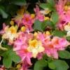 Garden Rainbow Azalea Plant - 4 inch Pot - Deciduous Shrub - Tricolor Blooms