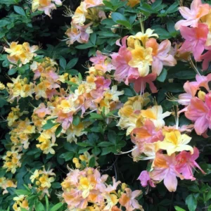 Garden Rainbow Azalea Plant - 4 inch Pot - Deciduous Shrub - Tricolor Blooms