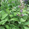 Garden Sage Kitchen Herb - Salvia officinalis - 4.33" Pot - Culinary Sage Plant