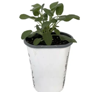 Garden Sage Kitchen Herb - Salvia officinalis - 4.33" Pot - Culinary Sage Plant