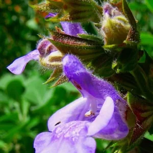 Garden Sage Kitchen Herb - Salvia officinalis - 4.33