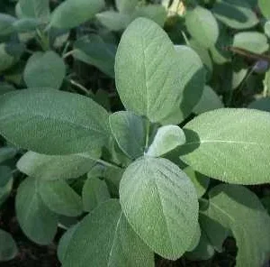 Garden Sage Kitchen Herb - Salvia officinalis - 4.33