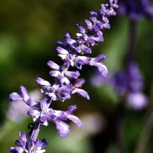 Garden Sage Kitchen Herb - Salvia officinalis - 4.33