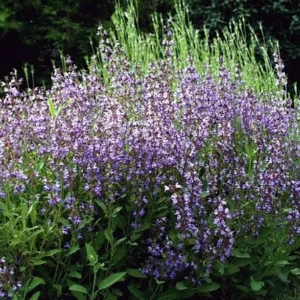 Garden Sage Kitchen Herb - Salvia officinalis - 4.33