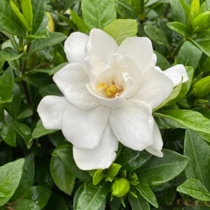 Gardenia Jasminoides Pillow Talk Plant - 4 inch Pot - White Blooms - Garden Shrub