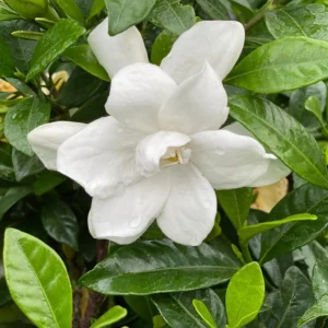 Gardenia Jasminoides Pillow Talk Plant - 4 inch Pot - White Blooms - Garden Shrub