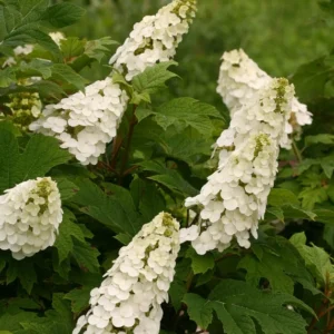 Gatsby Gal Oakleaf Hydrangea Plant - 4 Inch Pot - White Flowers - Compact Size
