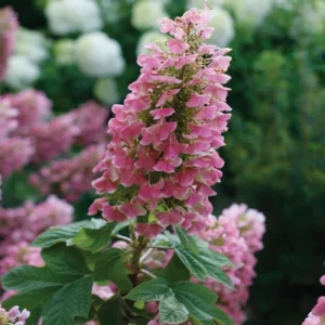 Gatsby Pink Hydrangea Plant - 4in Pot - Oakleaf Hydrangea - Pink Blooms