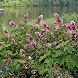 Gatsby Pink Hydrangea Plant - 4in Pot - Oakleaf Hydrangea - Pink Blooms