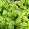 Genovese Sweet Basil Herb - Live Plant 4" Pot - Culinary Garden Essential