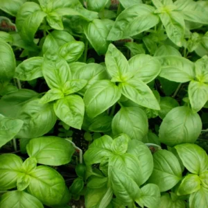 Genovese Sweet Basil Herb - Live Plant 4