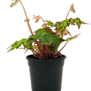 Geometry Begonia Plant - 4 inch Pot - Decorative Houseplant