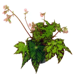 Geometry Begonia Plant - 4 inch Pot - Decorative Houseplant