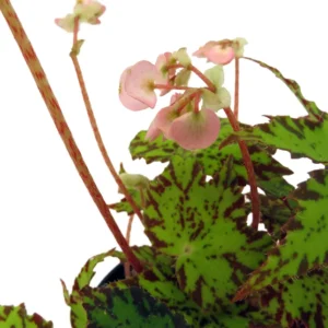 Geometry Begonia Plant - 4 inch Pot - Decorative Houseplant