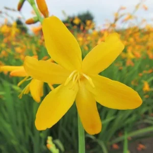 George Davison Crocosmia Bulbs 25 Pack - Yellow Montbretia Tuber Hardy Flowers for Planting