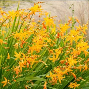 George Davison Crocosmia Bulbs 25 Pack - Yellow Montbretia Tuber Hardy Flowers for Planting