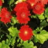 Gerbera Daisy Flower Plants - Live Multicolor Daisies Bareroot - 6 Inch