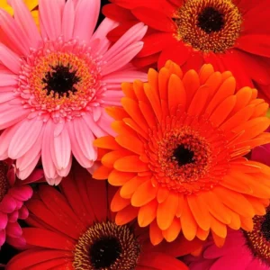 Gerbera Daisy Flower Plants - Live Multicolor Daisies Bareroot - 6 Inch