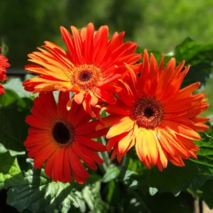 Gerbera Daisy Flower Plants - Live Multicolor Daisies Bareroot - 6 Inch