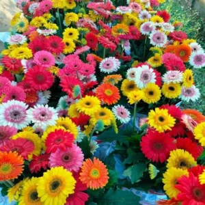 Gerbera Daisy Flower Plants - Live Multicolor Daisies Bareroot - 6 Inch