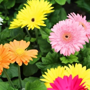 Gerbera Daisy Flower Plants - Live Multicolor Daisies Bareroot - 6 Inch