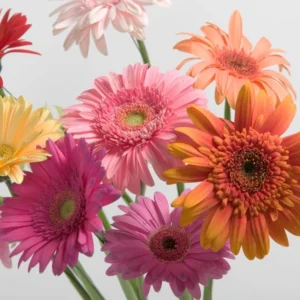 Gerbera Daisy Flower Plants - Live Multicolor Daisies Bareroot - 6 Inch