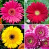 Gerbera Daisy Live Plant Set - Red, Pink, Yellow Flowering Plants - Set of 3